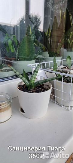 Сансевиерия, алоэ, гастерия