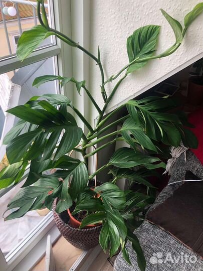 Отростки комнатных экзотов