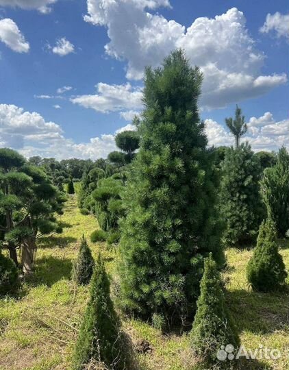 Можжевельник Блю Эрроу из питомника с доставкой