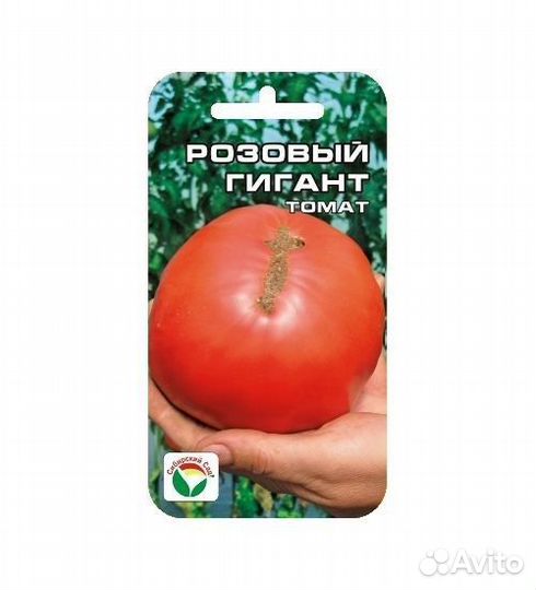 Рассада помидор