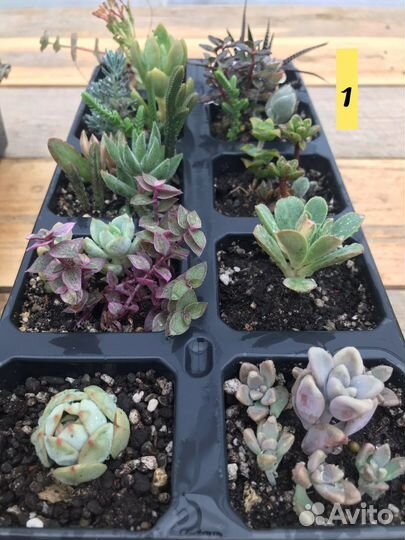 Суккуленты