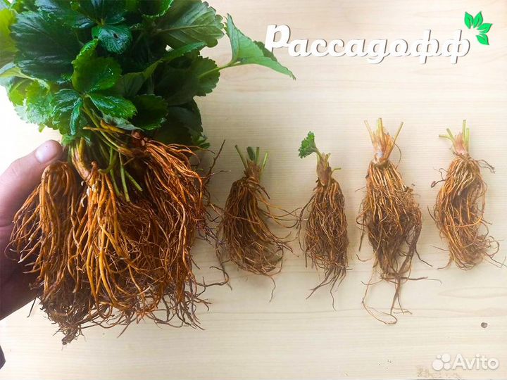 Рассада клубники. Фриго. Урожай уже 2023 году