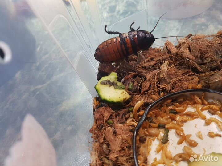 Мадагаскарские шипящие тараканы