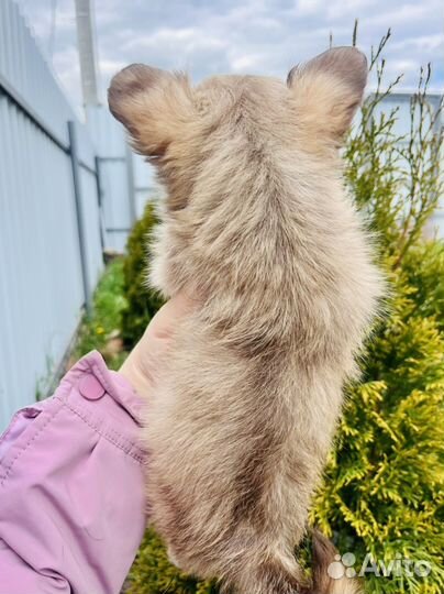 Чихуахуа мини мальчик