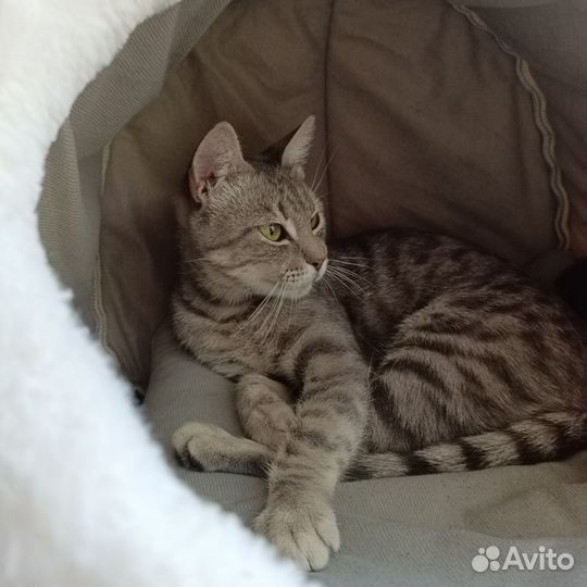 Кошка в добрые руки, бесплатно