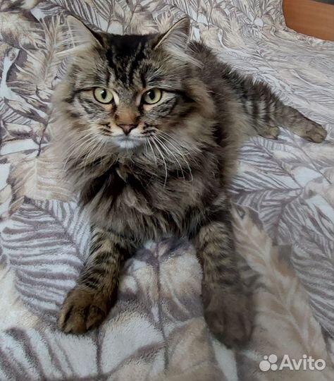 Кот Барсик