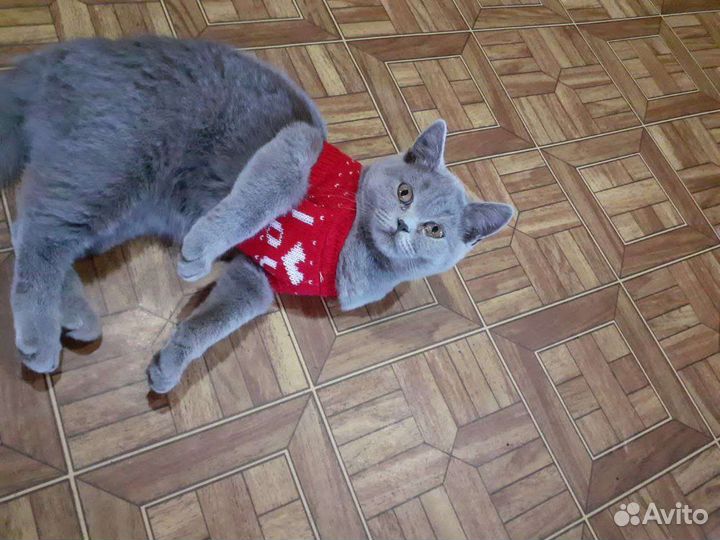 Котёнок бесплатно