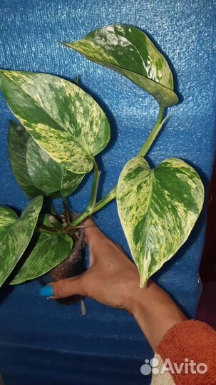 Излишки комнатных растений