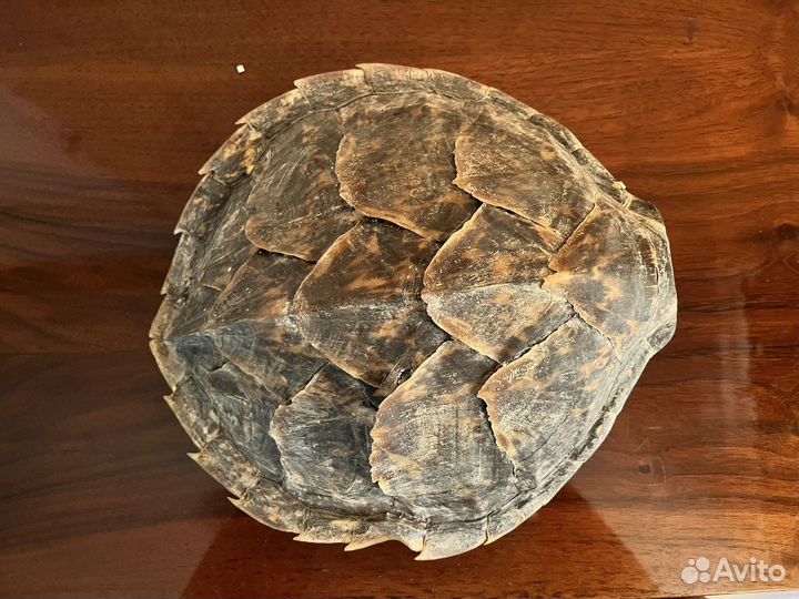 Панцирь черепахи