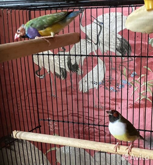 Амадины Гульда