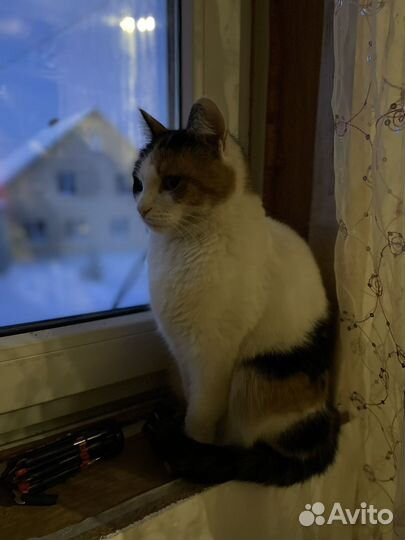 Кошки в добрые руки