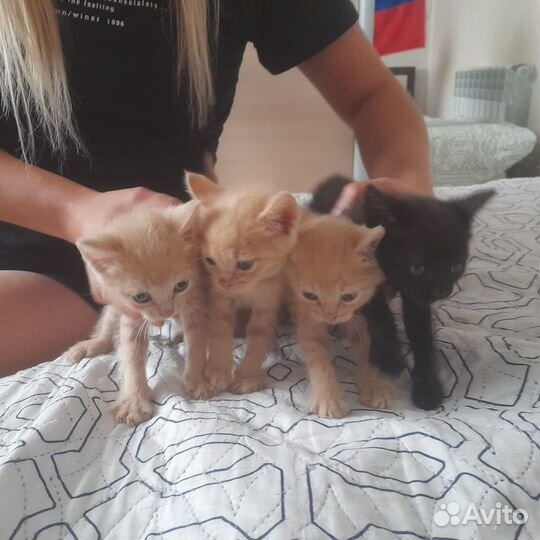 Котята в добрые руки