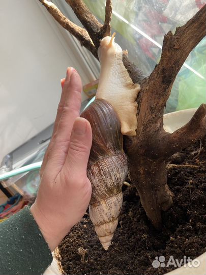 Улитки ахатины