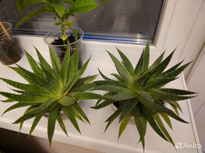 Комнатные цветы