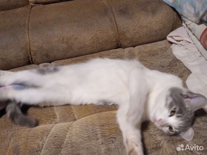 Котенок,5 месяцев