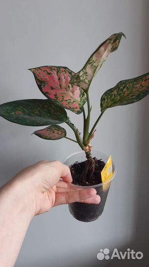 Сортовые аглаонемы 3 сорта (красные, розовые)