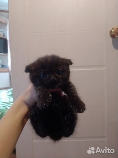 Вислоухие котята