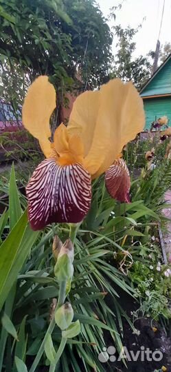 Ирисы сортовые