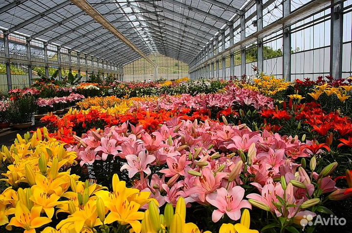 Луковицы лилии оптом