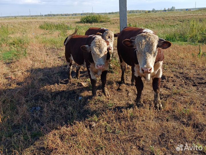 Быки герефорд