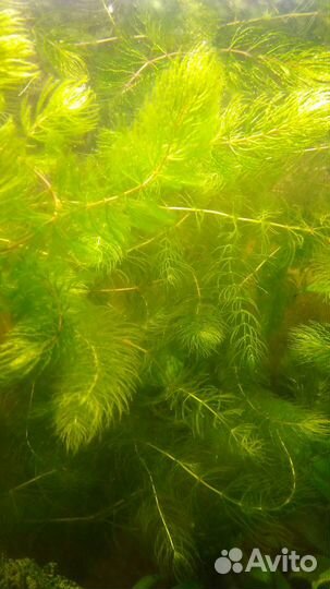 Аквариумные растения