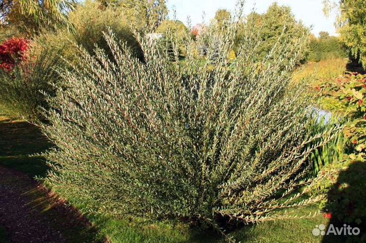 Ива маяк (фейерверк)