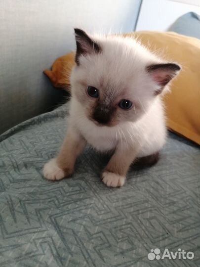 Милые котята