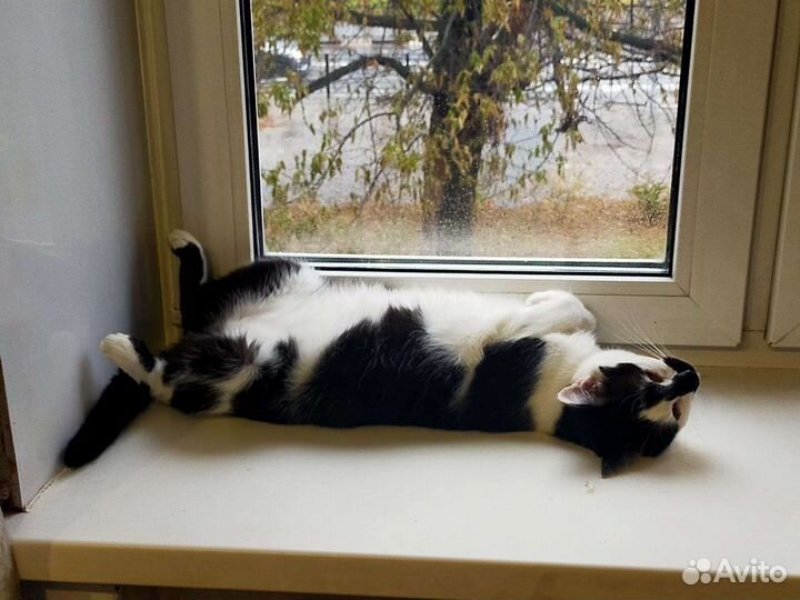 Милый котик