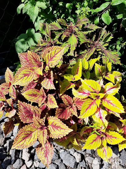 Колеус вегетативный