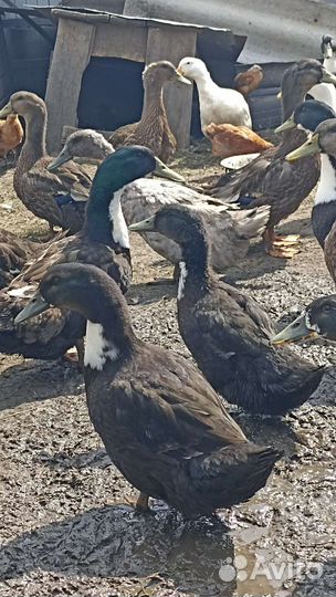 Утки домашние