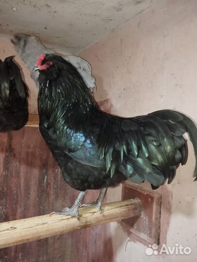 Петухи породистые Амераукана, кучинские