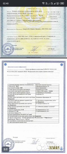 Семена кукурузы 