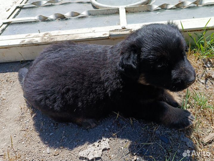 Щенок девочка 1,5 месяца, будет средней