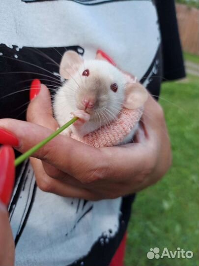 Крыса дамбо вязка