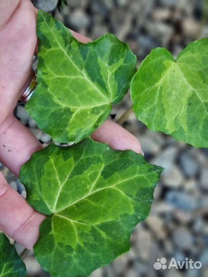 Плющ Салфер Харт