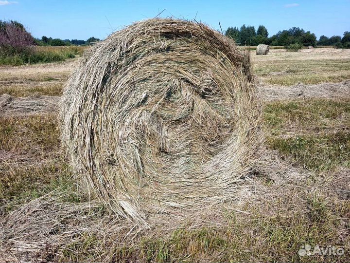 Сено в рулонах Самовывоз