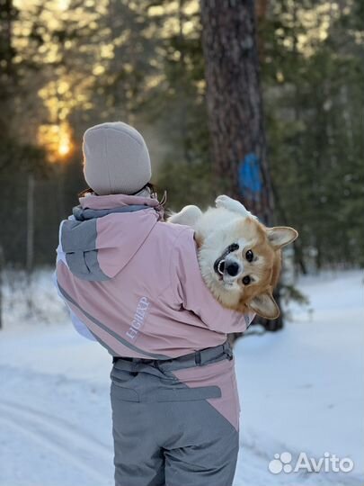 Вельш-корги пемброк