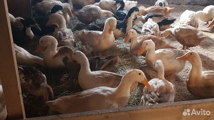 Яйцо утки инкубационное