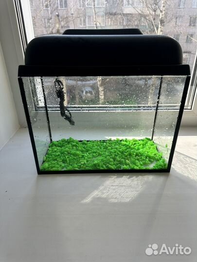 Аквариум