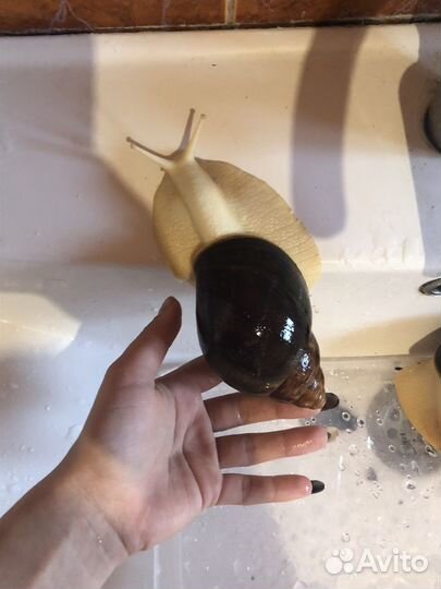 Улитки архахатины