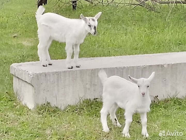 Козочки 1,5 мес