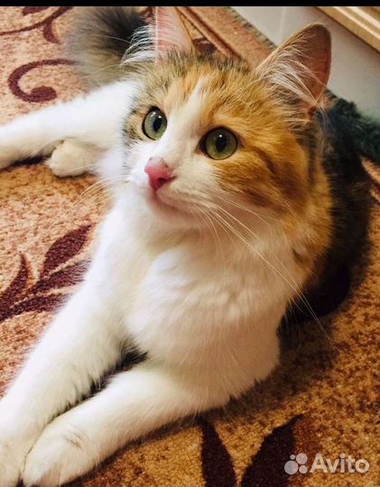 Кошки бесплатно