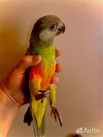 Сенегальские попугаи птенцы выкормыши