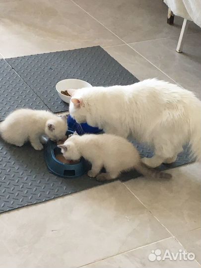 Продаю котят британцев (белые голубоглазые )