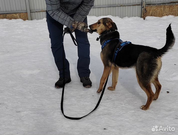 Собака в добрые руки отдам бесплатно
