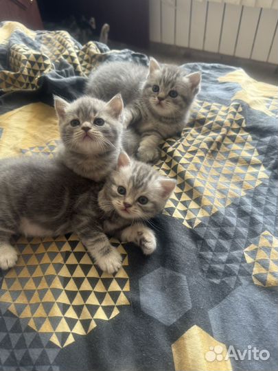 Продам котят британцы