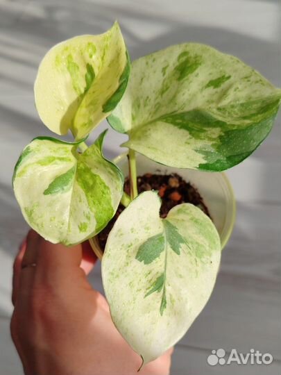 Эпипремнум Марбл Эппл (Marble Apple)