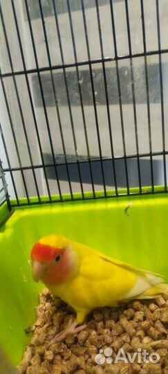 Попугай неразлучники