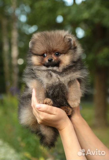 Померанский шпиц мини щенок