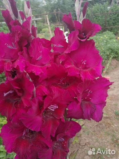 Гладиолусы луковицы